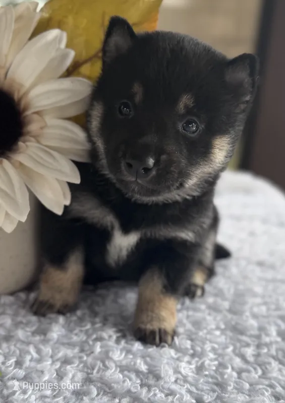 JJ – Shiba Inu puppy for sale in Sioux Falls, SD