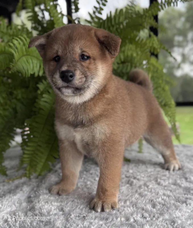 Gavin – Shiba Inu puppy for sale in Sioux Falls, SD