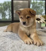 Levi, a male Shiba Inu for sale in Sioux Falls, SD – 3 of 3