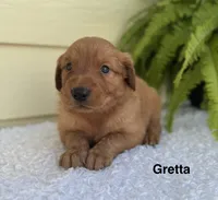 Gretta, a female Golden Retriever for sale in Sioux Falls, SD – 2 of 3