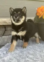 Candy, a female Shiba Inu for sale in Sioux Falls, SD – 2 of 5