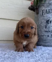 Jace, a male Golden Retriever for sale in Sioux Falls, SD – 4 of 6