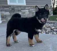 Prince, a male Shiba Inu for sale in Sioux Falls, SD – 7 of 7