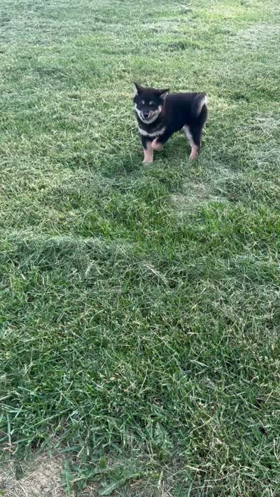 Candy, a female Shiba Inu for sale in Sioux Falls, SD – 2 of 6