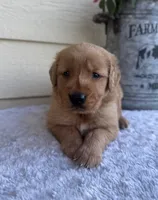 Jett, a male Golden Retriever for sale in Sioux Falls, SD – 1 of 6
