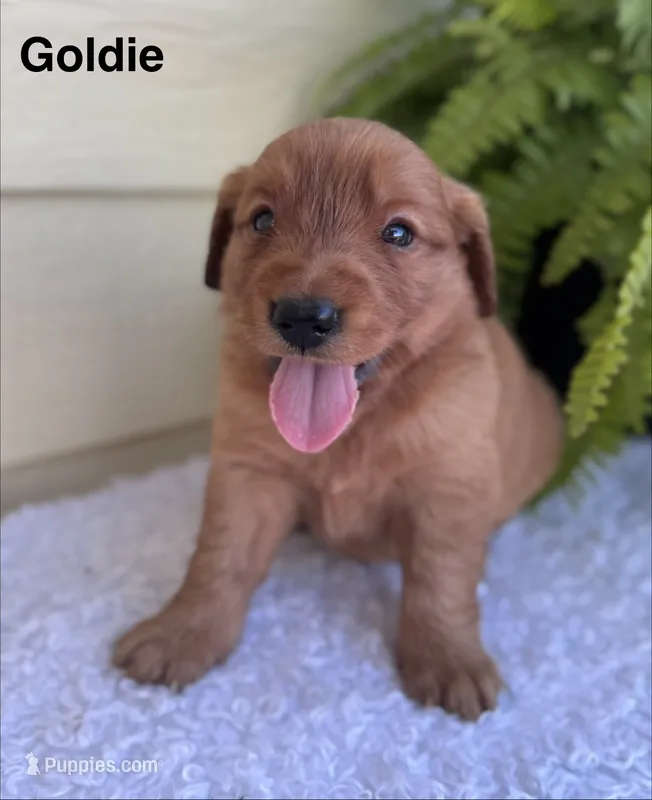 Goldie – Golden Retriever puppy for sale in Sioux Falls, SD