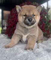 Grey, a male Shiba Inu for sale in Sioux Falls, SD – 2 of 4