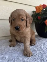 Abe, a male Golden Retriever for sale in Sioux Falls, SD – 2 of 3