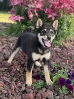 Cherry, a female Shiba Inu for sale in Sioux Falls, SD – 2 of 6
