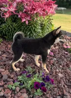 Cherry, a female Shiba Inu for sale in Sioux Falls, SD – 4 of 6