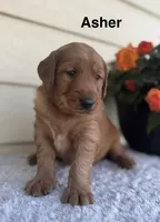 Asher, a male Golden Retriever for sale in Sioux Falls, SD – 2 of 4