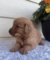 Jenna, a female Golden Retriever for sale in Sioux Falls, SD – 4 of 6