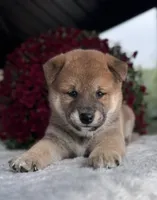 Gavin, a male Shiba Inu for sale in Sioux Falls, SD – 3 of 3
