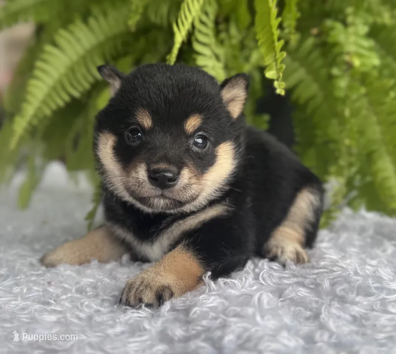 Jenny – Shiba Inu puppy for sale in Sioux Falls, SD