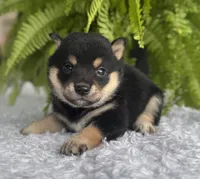 Jenny, a female Shiba Inu for sale in Sioux Falls, SD – 1 of 3