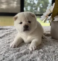 Jada, a female Shiba Inu for sale in Sioux Falls, SD – 2 of 4