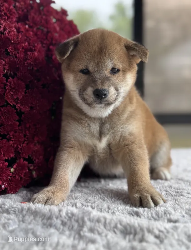 Nessi – Shiba Inu puppy for sale in Sioux Falls, SD