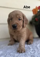 Abe, a male Golden Retriever for sale in Sioux Falls, SD – 1 of 3