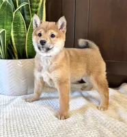 processed/b625482a-8490-45a1-b20a-6b9b12032185/listing/cc445625-96e5-4a71-ac85-641a1edbb3ec/9669d21f-2337-4826-983e-ee9d8cc01b01