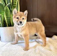 processed/b625482a-8490-45a1-b20a-6b9b12032185/listing/cc445625-96e5-4a71-ac85-641a1edbb3ec/a8e28603-f9ef-41ad-83e3-e3330a86835a