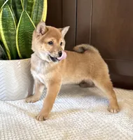 processed/b625482a-8490-45a1-b20a-6b9b12032185/listing/cc445625-96e5-4a71-ac85-641a1edbb3ec/bd74a03a-e6d9-455c-82b3-639c3d3751b5