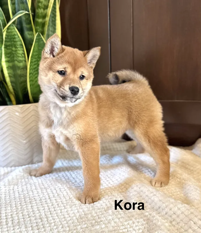 Kora
