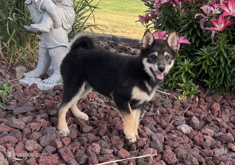 Cherry – Shiba Inu puppy for sale in Sioux Falls, SD