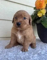 Jessie, a female Golden Retriever for sale in Sioux Falls, SD – 1 of 6