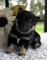 JJ, a male Shiba Inu for sale in Sioux Falls, SD – 4 of 4