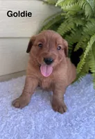 Goldie, a female Golden Retriever for sale in Sioux Falls, SD – 3 of 3