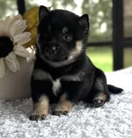 JJ, a male Shiba Inu for sale in Sioux Falls, SD – 2 of 4