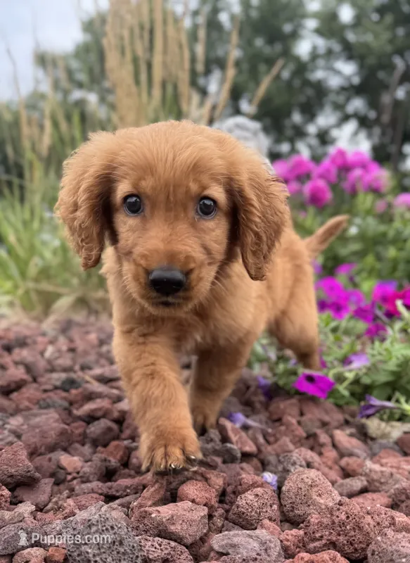 Jasper – Golden Retriever puppy for sale in Sioux Falls, SD