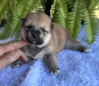 Norma, a female Shiba Inu for sale in Sioux Falls, SD – 4 of 4
