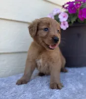 Jasper, a male Golden Retriever for sale in Sioux Falls, SD – 4 of 4