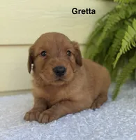 Gretta, a female Golden Retriever for sale in Sioux Falls, SD – 3 of 3