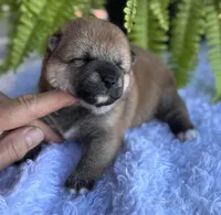 Nessi, a female Shiba Inu for sale in Sioux Falls, SD – 3 of 4