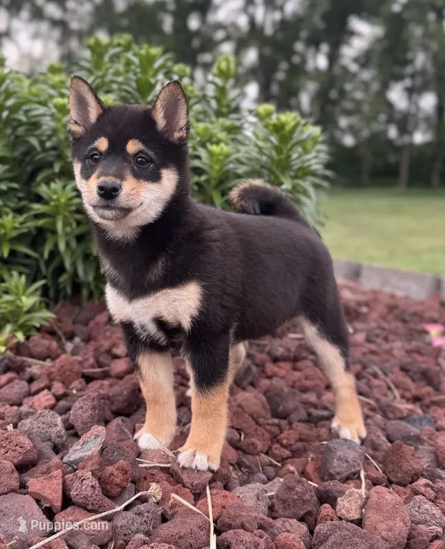 Cooky – Shiba Inu puppy for sale in Sioux Falls, SD