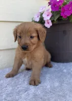 Jasper, a male Golden Retriever for sale in Sioux Falls, SD – 2 of 4