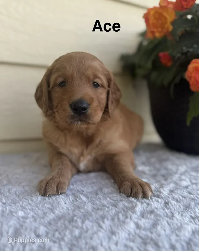 Ace – Golden Retriever puppy for sale in Sioux Falls, SD