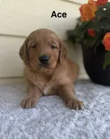 Ace, a male Golden Retriever for sale in Sioux Falls, SD – 1 of 4