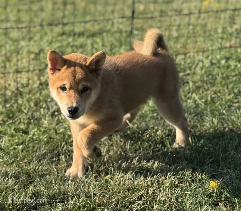 Levi – Shiba Inu puppy for sale in Sioux Falls, SD