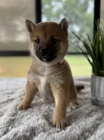 Dotti, a female Shiba Inu for sale in Sioux Falls, SD – 2 of 3
