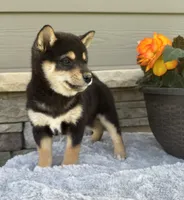 Cooky, a female Shiba Inu for sale in Sioux Falls, SD – 2 of 6