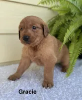 Gracie, a female Golden Retriever for sale in Sioux Falls, SD – 2 of 3