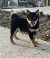 Candy, a female Shiba Inu for sale in Sioux Falls, SD – 3 of 6