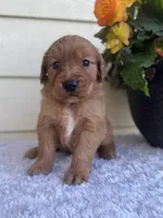 Jessie, a female Golden Retriever for sale in Sioux Falls, SD – 4 of 6