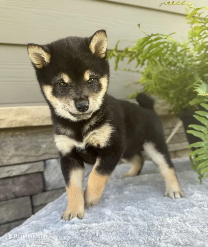 Crystal  – Shiba Inu puppy for sale in Sioux Falls, SD