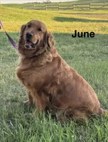 Jace, a male Golden Retriever for sale in Sioux Falls, SD – 6 of 6
