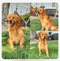 May's  Males, a male Golden Retriever for sale in Sioux Falls, SD – Photo 4 of 5
