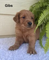 Gibs, a male Golden Retriever for sale in Sioux Falls, SD – 2 of 3